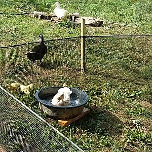 Katharina enjoys a bath alone while her ducklings are running around the tub