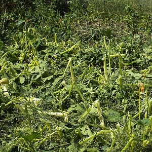 Pumpkin_plants_X8169195_08-16-2019-001