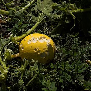 Big _Moose_pumpkin_X8169198_08-16-2019-001