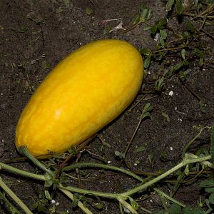 Watermelon_X8149186_08-14-2019-001