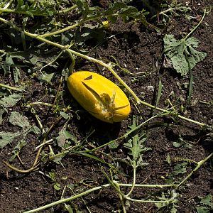 Watermelon_X8169197_08-16-2019-001