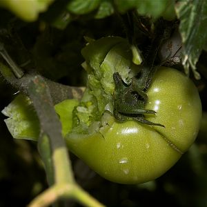 Tomato_X8169202_08-16-2019-001