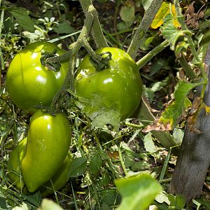 Tomato_X8169204_08-16-2019-001