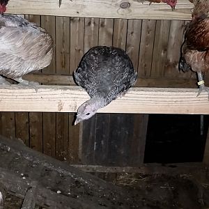 Turkey roosting