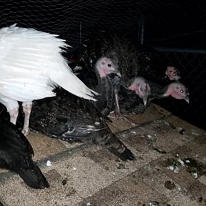 Roosty turkey 2