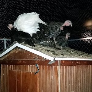 Roosty turkeys