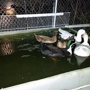 Ducks at night