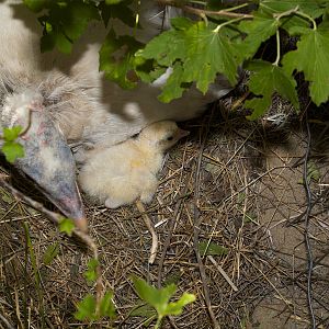 Sweetgrass_turkey_poult_X8189215_08-18-2019-001