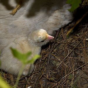 Sweetgrass_turkey_poult_X8189218_08-18-2019-001