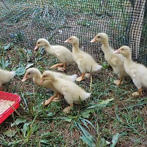 The ducklings have white tail feathers