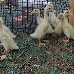 The ducklings have white tail feathers
