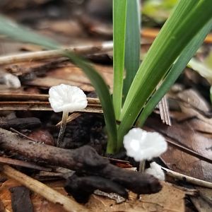 Mushrooms