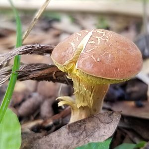 Mushrooms