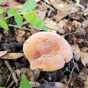 Mushrooms