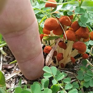 Mushrooms