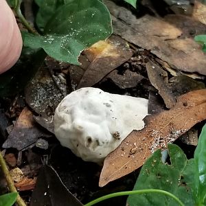 Mushrooms