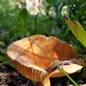 Mushrooms