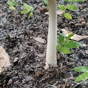 Mushrooms