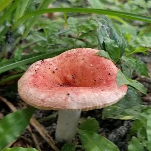 Mushrooms