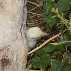 Sweetgrass_turkey_poult_X8219225_08-21-2019-001