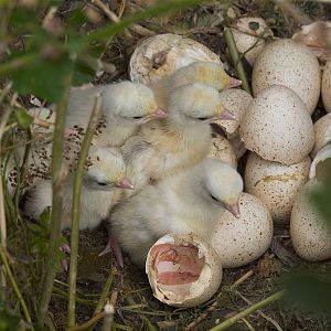 Sweetgrass_turkey_poult_X8219226_08-21-2019-001