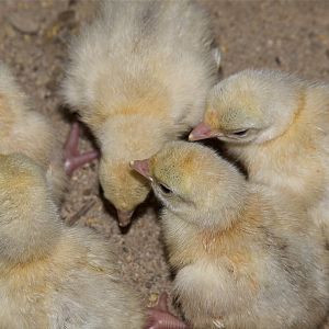 Sweetgrass_turkey_poult_X8219234_08-21-2019-001