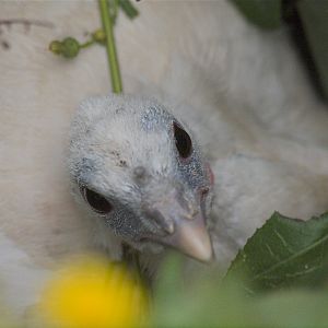 Sweetgrass_hen_X8219236_08-21-2019-001