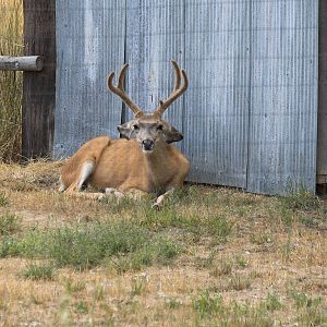 Deer_X8219235_08-21-2019-001