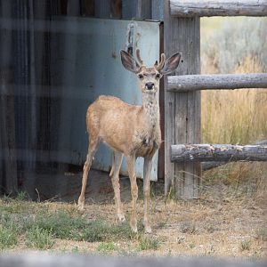 Deer_X8219240_08-21-2019-001