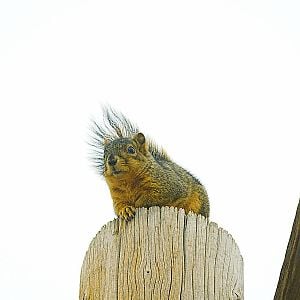 Fox_squirrel_PC135967_12-13-2005-002a