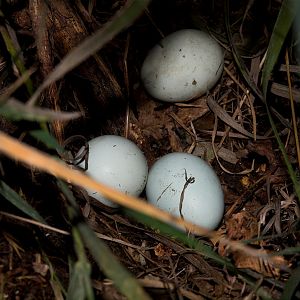 Legbar_pullet Eggs_X8249252_08-24-2019-001