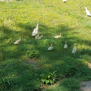 Duckling exploration