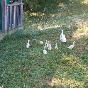 Ducklings discover the world