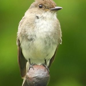 Eastern Phoebe
