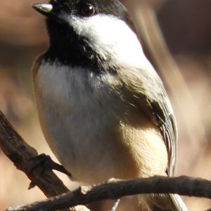 Black Capped Chickadee #1