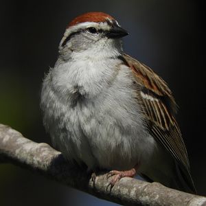 Chipping Sparrow #1