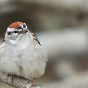 Chipping Sparrow #2