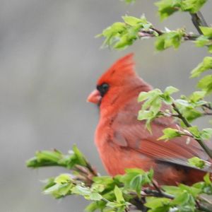 Northern Cardinal