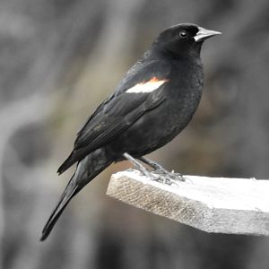 Male Red Winged Blackbird