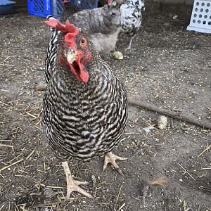 One-eyed Barred Rock