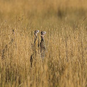 Bronze_turkey_X9029266_09-02-2019-001