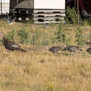 Bronze_turkey_X9029273_09-02-2019-001