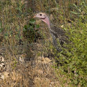 Bronze_turkey_X9029277_09-02-2019-001