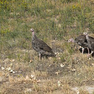 Bronze_turkey_X9029281_09-02-2019-001