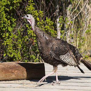Bronze_turkey_X9029282_09-02-2019-001