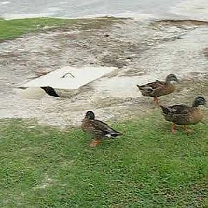 Bill Morris Park Ducks Jesup,GA Wayne County - YouTube