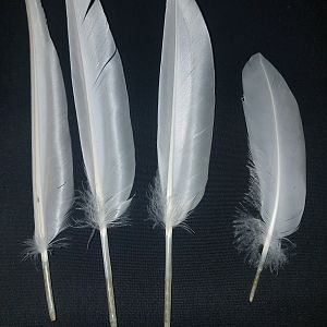 Several Feathers from White Layer Ducks