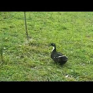 Maggie Duck is limping badly!