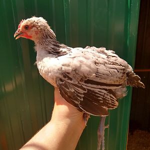 cockerel splash bresse