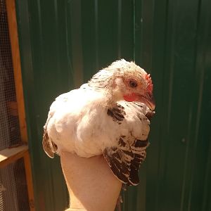 splash pullet bresse